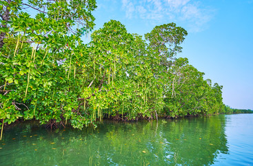 Poster - The red mangroves, Kangy river, Chaung Tha, Myanmar