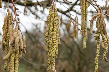 Hazelnut Male Flowers in Winter