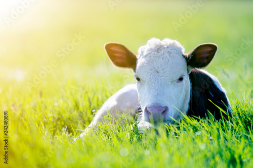 Fotomural Close-up of white and brown calf looking in camera laying in green field lit by sun with fresh spring grass on green blurred background