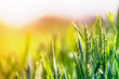 © bilanol - Close-up of warm colored green wheat heads and high thin blades on sunny summer or spring day on soft blurred foggy meadow wheat field background. Agriculture, farming and rich harvest concept.