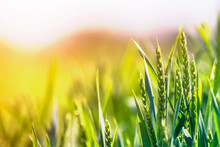 Close-up Of Warm Colored Green Wheat Heads And High Thin Blades On Sunny Summer Or Spring Day On Soft Blurred Foggy Meadow Wheat Field Background. Agriculture, Farming And Rich Harvest Concept.