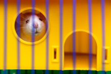 Funny Young White And Gray Tame Curious Mouse Hamster Baby With Shiny Eyes Looking From Bright Yellow Cage Through Bars. Keeping Pet Friends At Home, Care And Love To Animals Concept.