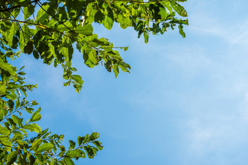 Wall Mural - Blue sky and leaf background