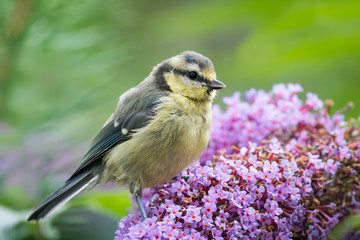 baby blue tit