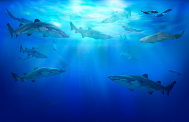 Wall Mural - Sharks in the tropical sea.