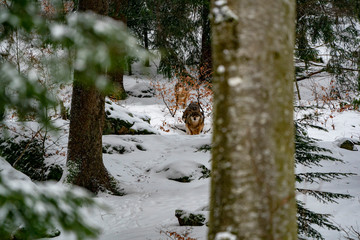 grey wolf in the snow