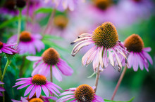 Beautiful Pink Coneflowers In Full Bloom In The Summer