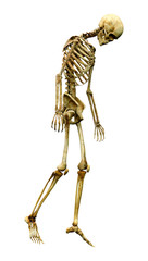 3D Rendering Human Skeleton on White