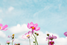 Beautiful Pink Cosmos Flowers With  Sky Background