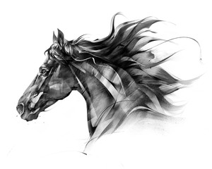  naszkicuj portret boczny profilu konia na białym tle