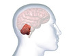 Profile of Man with Cerebellum Highlighted in Brain on White