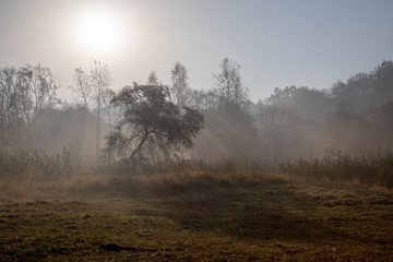 Wall Mural - Forest in morning fog