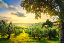 Maremma Countryside Panorama And Olive Trees On Sunset. Casale Marittimo, Pisa, Tuscany Italy