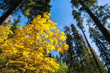 golden big leaf maple tree (acer macrophyllum) foliage, calaveras big trees state park, california