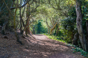 Wall Mural - Path lined up with coastal live oak trees in Mission Trail Park, Carmel-by-the-Sea, Monterey Peninsula, California