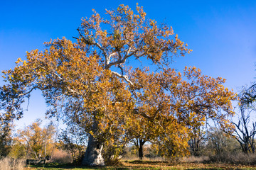 Wall Mural - Large Western Sycamore tree (Platanus Racemosa) on a sunny winter day; blue sky background; Sycamore Grove Park, Livermore, east San Francisco bay, California