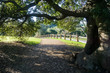 © Sundry Photography - Old live oak tree stretching its branches over a walking trail, Rancho San Antonio County Park, south San Francisco bay, Cupertino, California