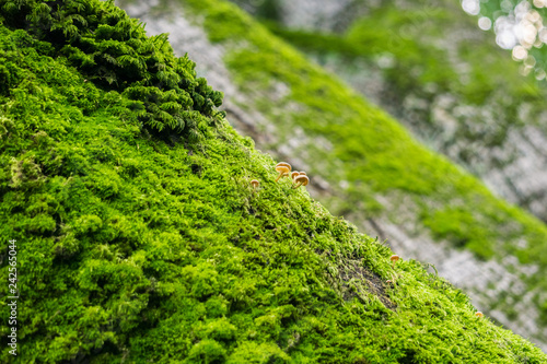 Fotografie, Obraz Verdant moss and tiny mushrooms growing on the trunks of old oak trees in the fo