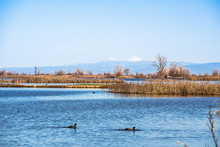 Restored Ponds And Marshes In Sacramento National Wildlife Refuge On A Sunny Day, California
