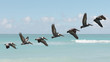 motion sequence of pelican flight, composing