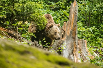 A brown bear walking in a forest, tree stump, blurry green foreground, summer day in National Park in Bavaria, Germany