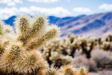 Close Up Of Teddybear Cholla (Cylindropuntia Bigelovii), Cholla Cactus Garden, Joshua Tree National Park, California; Blurred Background