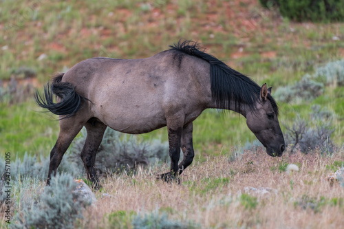 Photo Wild Horses in the Pryor Mountains Wild Horse Range in Montana - Wyoming USA