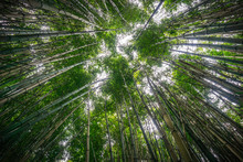 Looking Up In A Bamboo Forest