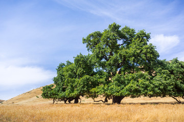 Wall Mural - Large valley oak (Quercus lobata) surrounded by fields of dry grass, Santa Clara county, south San Francisco bay area, California