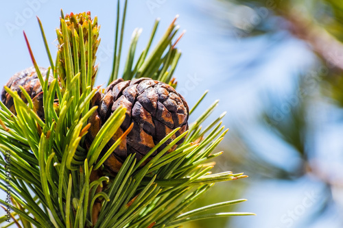 Fotografie, Obraz Close up of Whitebark Pine (Pinus albicaulis) cones surrounded by long, green, n