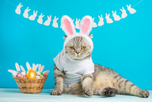 Easter Cat With Bunny Ears With Easter Eggs. Cute Kitten