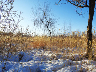 IN WHITE SNOW CANE, NATURE 