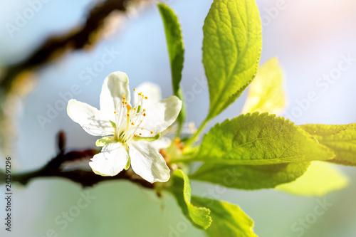 Dekoracja na wymiar  wiosenny-kwiat-jabloni-platek-i-liscie-na-jabloni