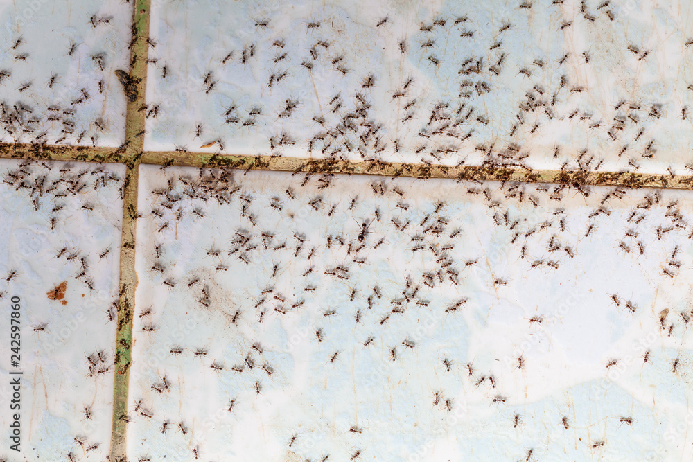 Ants in house on the wall angleants walk on the tile floor.