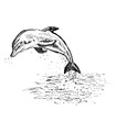 dolphin hand drawn illustration,art design