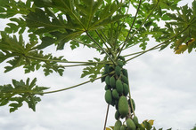 Close Up Tall Productive Papaya Tree