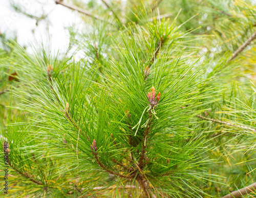Fotografija An evergreen tree and its new spring on selective focus and blurred background