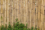 Fototapeta Dziecięca - Bamboo Pattern Wall. Bamboo Background
