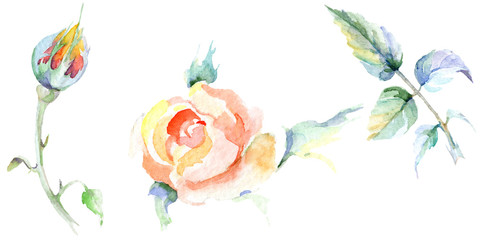 Orange rose. Floral botanical flower. Isolated rose illustration element.