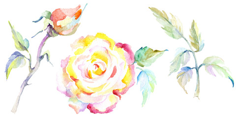Orange rose. Floral botanical flower. Isolated rose illustration element.