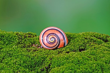 Wall Mural - Snails : Polymita picta or Cuban snails one of most colorful and beautiful land snails in the wolrd from Cuba , its known as 