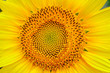Beautiful sunflower petals on yellow background / sunflower petals close-up