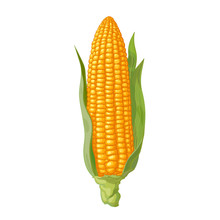 Ripe Corn Cob With Leaves. Ear Of Corn. Hand Drawn Vector Illustration.