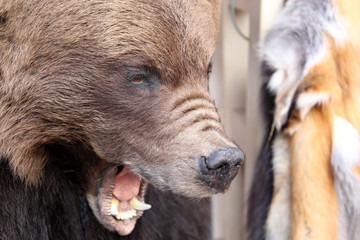 Head of a stuffed bear in a fur shop. Trade in clothes from natural fur, taxidermy concept