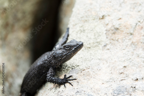 Photographie Portrait d'un lézard noir sur un rocher.