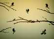 titmouse birds on the tree branch in spring season, bird nest in spring season,