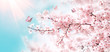 © Laura Pashkevich - Branches of blossoming cherry against background of blue sky and fluttering butterflies in spring on nature outdoors. Pink sakura flowers, dreamy romantic artistic image of spring nature, copy space.