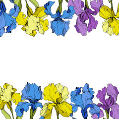 Wall Mural - Vector Purple, yellow and blue iris floral botanical flower. Engraved ink art. Frame border ornament square.