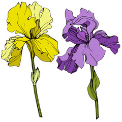 Wall Mural - Vector Purple and yellow iris floral botanical flower. Engraved ink art. Isolated iris illustration element.