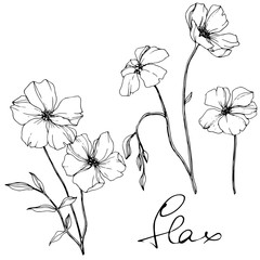 vector flax floral botanical flower. black and white engraved ink art. isolated flax illustration el